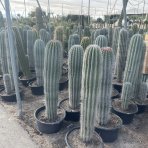 Kardón obrovský (Pachycereus pringlei) ´3v1´ - výška 140-160 cm, kont.C50L (-4°C) - STARÝ A VZÁCNY EXEMPLÁR 